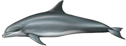 Delfín mular / Tursiops truncatus