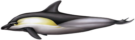 Delfín común / Delphinus delphis 