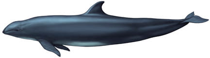 Falsa orca / Pseudorca crassidens
