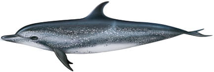 Delfín moteado / Stenella frontalis