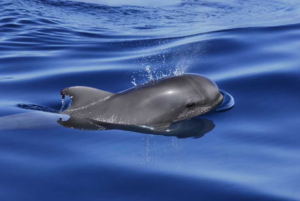 Pilot whale in the sea near Tenerife.