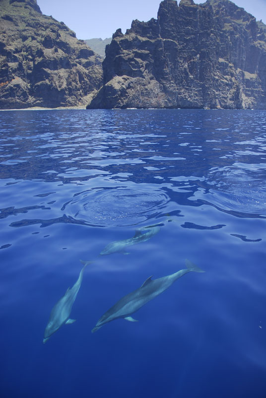 Dolphins swimming near cliffs in Tenerife.