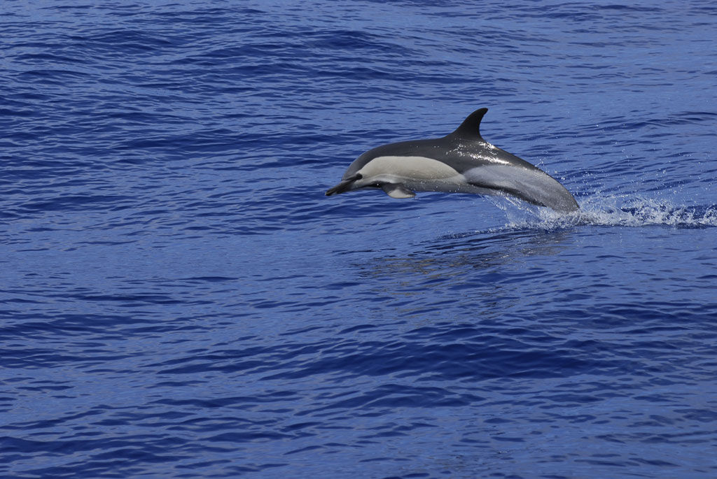 Dolphin jumping over the sea in Tenerife.