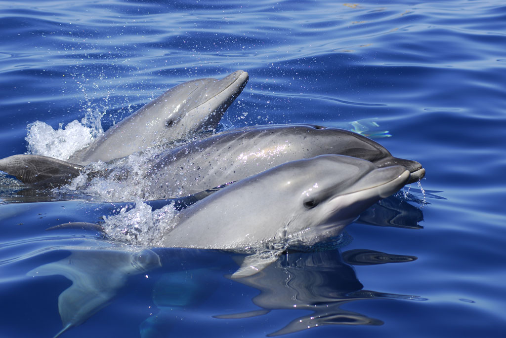 Dolphins swimming in waters near Tenerife.