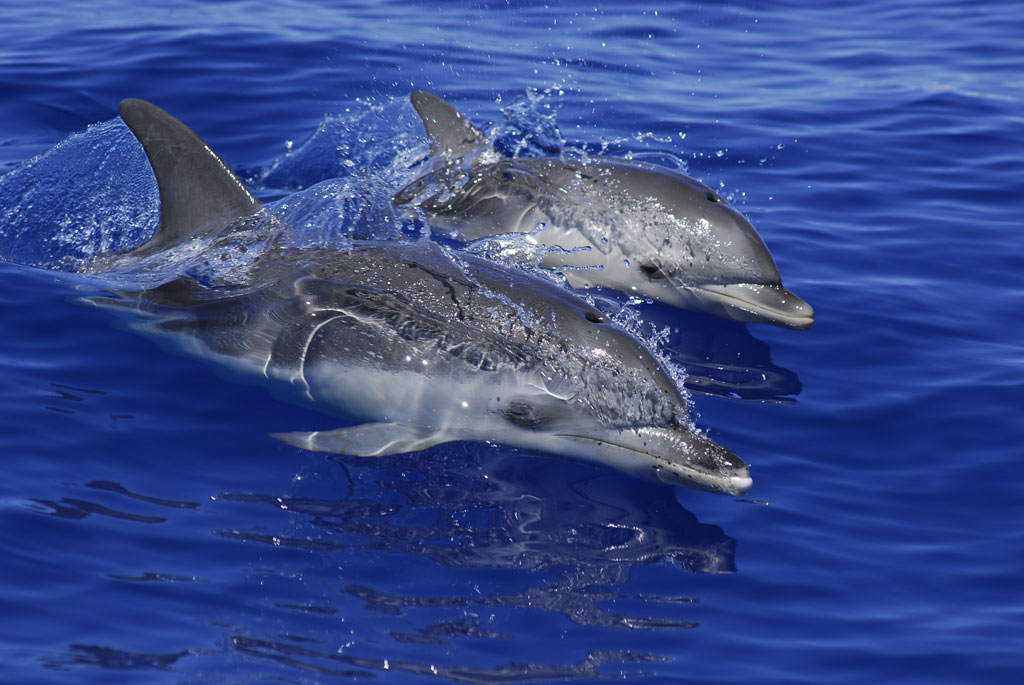 Two dolphins swimming in the sea of Tenerife.