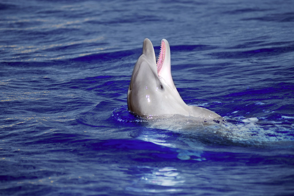 Dolphin swimming in the sea near the coast of Tenerife.
