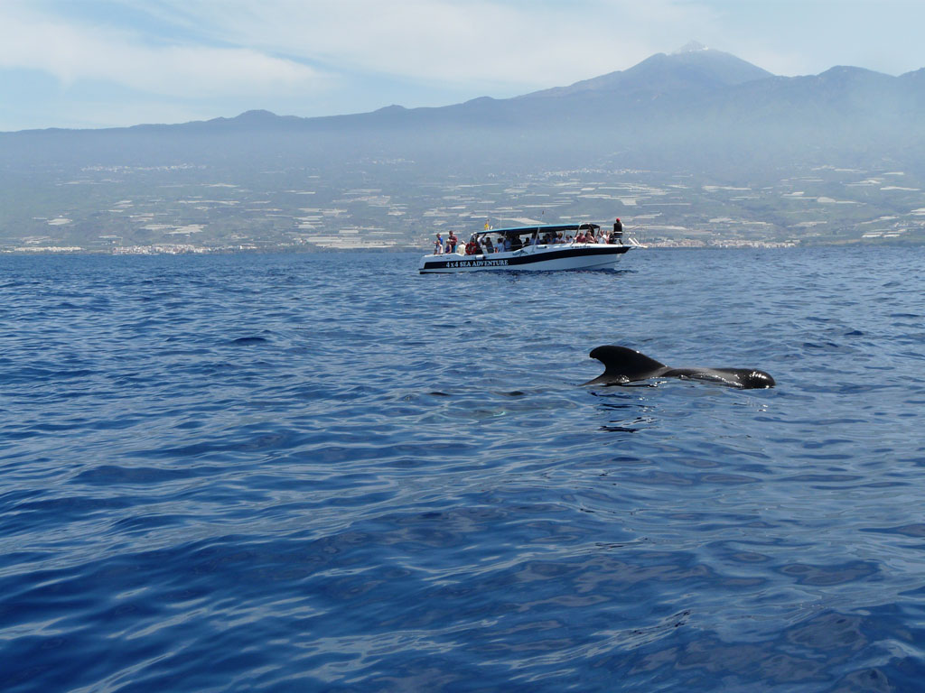 Whale watching boat and pilot whale off the coast of Tenerife.