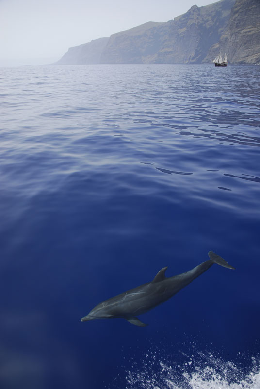 Dolphin swimming near the cliffs of Los Gigantes in Tenerife.