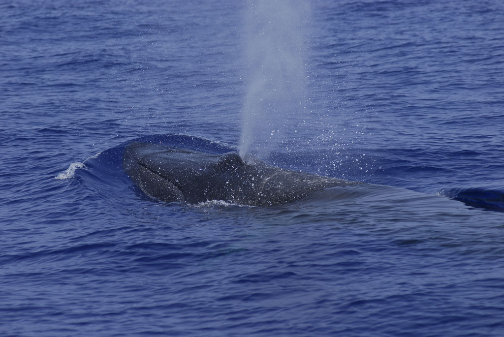 Whale emerging and expelling water into the ocean near Tenerife.