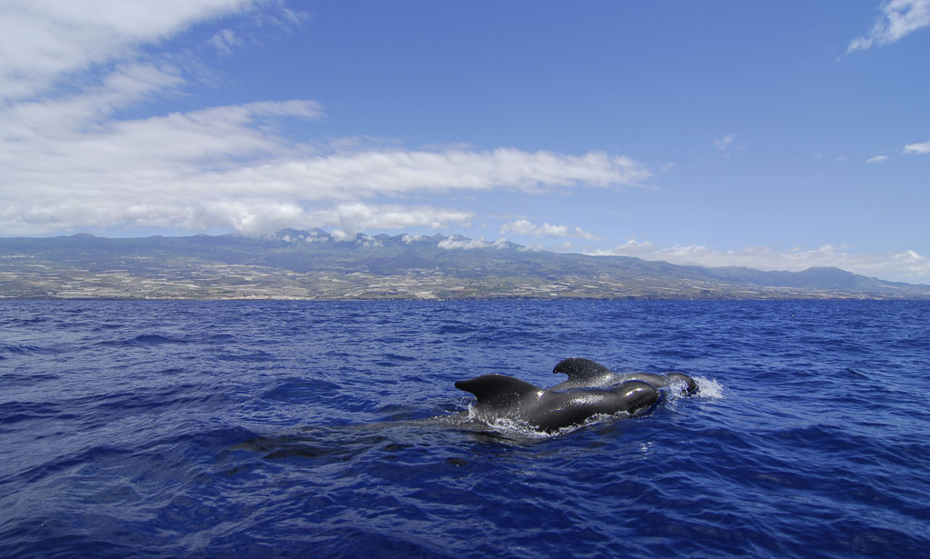 Pilot whale swimming in the sea off the coast of Tenerife.
