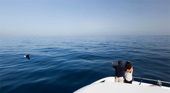Avistamiento de cetáceos