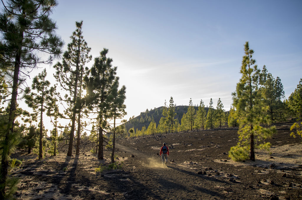 Trail in a pine forest in Teide National Park, Tenerife.