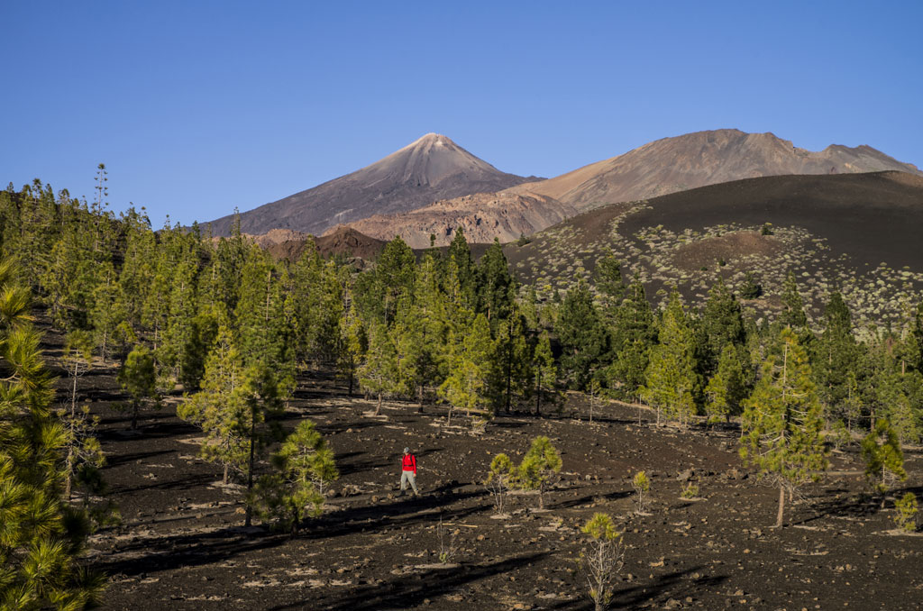 Landscape of Mount Teide in Tenerife, pine trees and hiker in red jacket in the foreground.