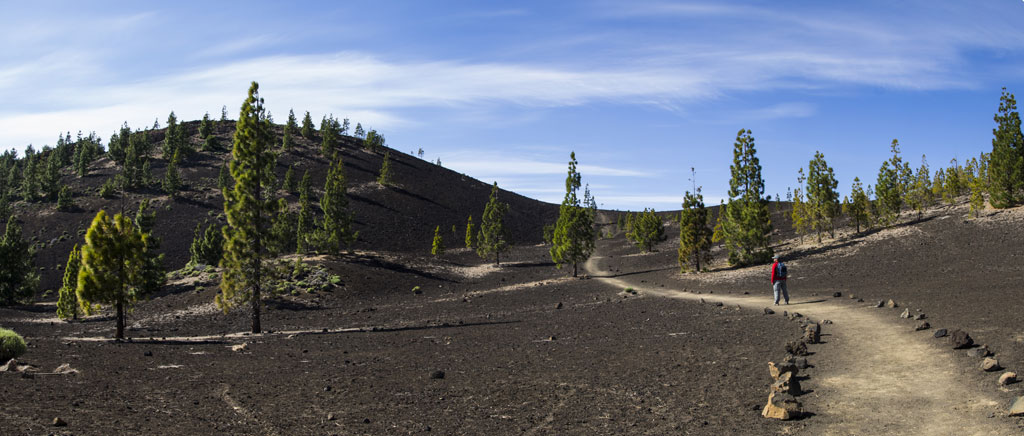 Trail in the volcanic landscape of Tenerife with pine trees and clear skies.