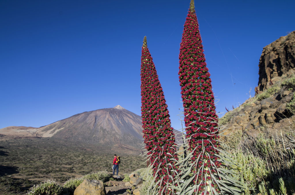 Red tajinastes with Mount Teide in the background in Tenerife.