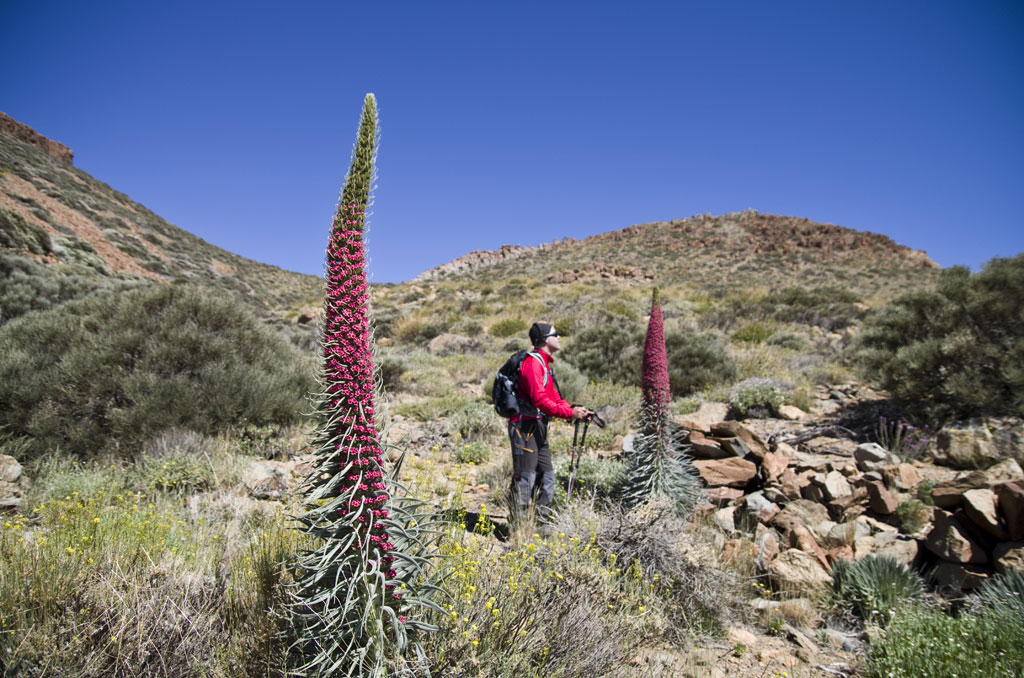 Hiker next to red tajinastes in the Teide National Park, Tenerife.