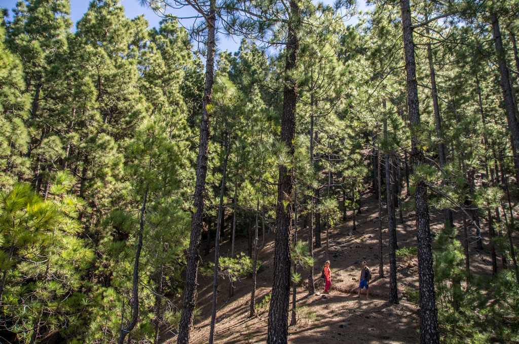 Two people walking among pine trees in a forest in Tenerife.