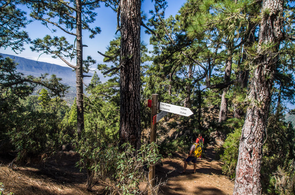 Trail in La Esperanza forest, Tenerife, with directional signs.