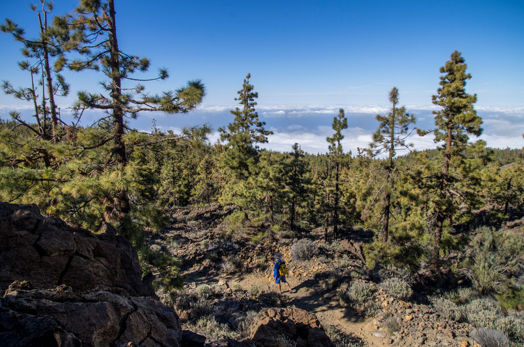 Trail among pine trees with views of the sky in Teide National Park, Tenerife.