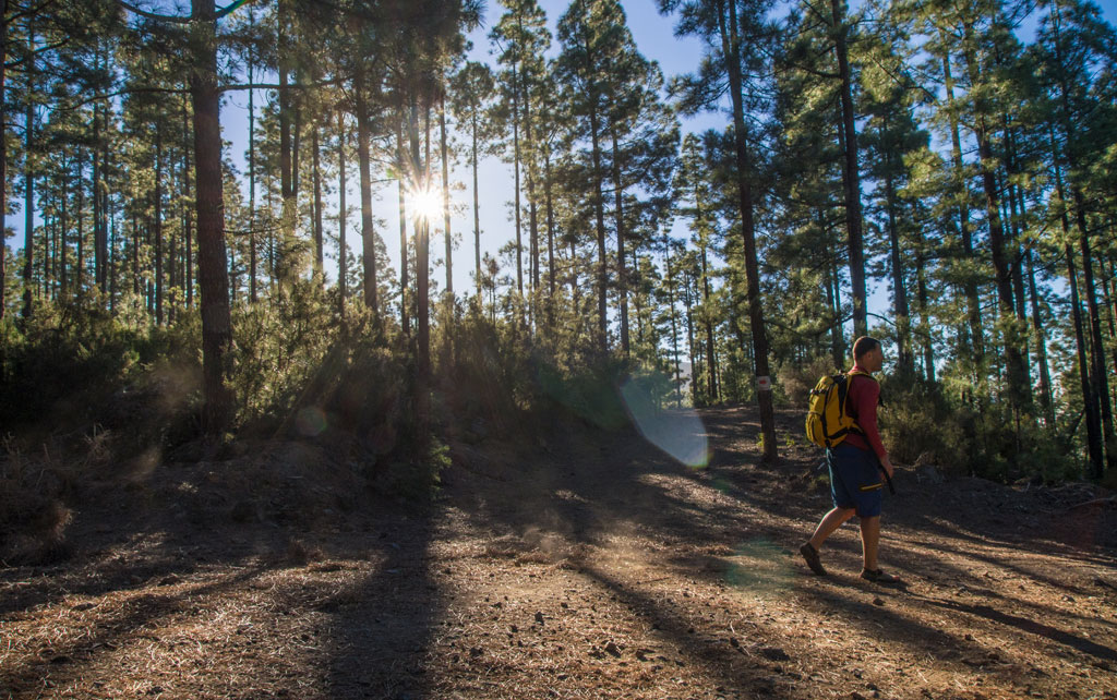 Person walking among pine trees at sunrise in Tenerife.