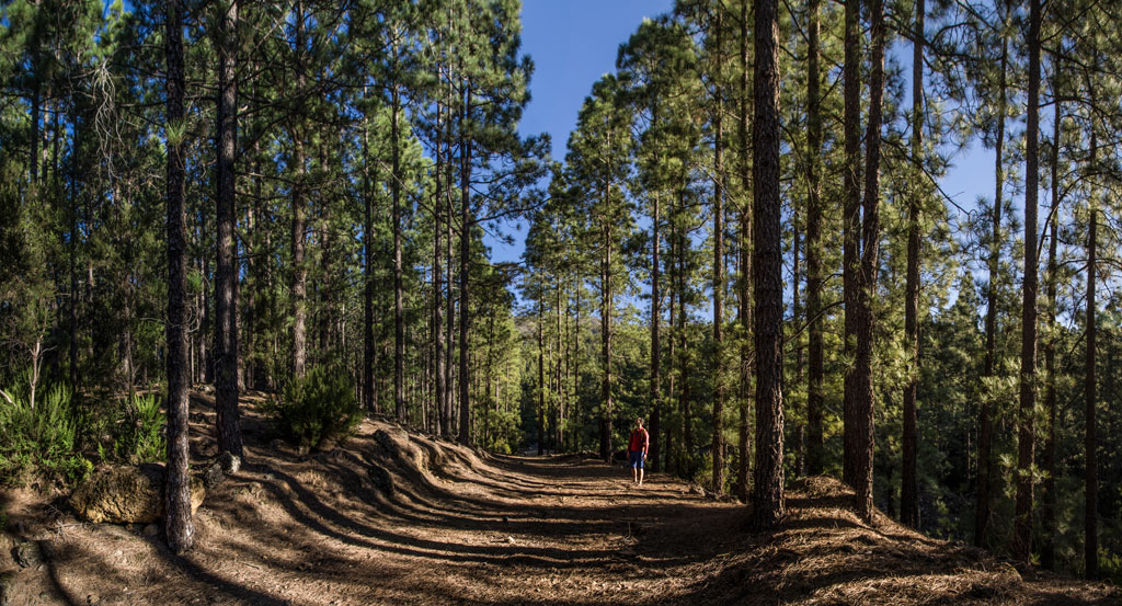 Trail surrounded by pine trees in Teide National Park, Tenerife.