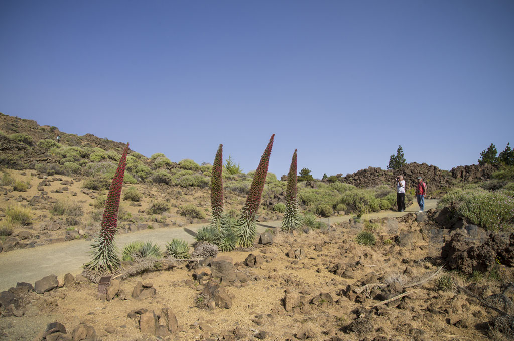 People walking next to flowering tajinastes in the Teide National Park, Tenerife.