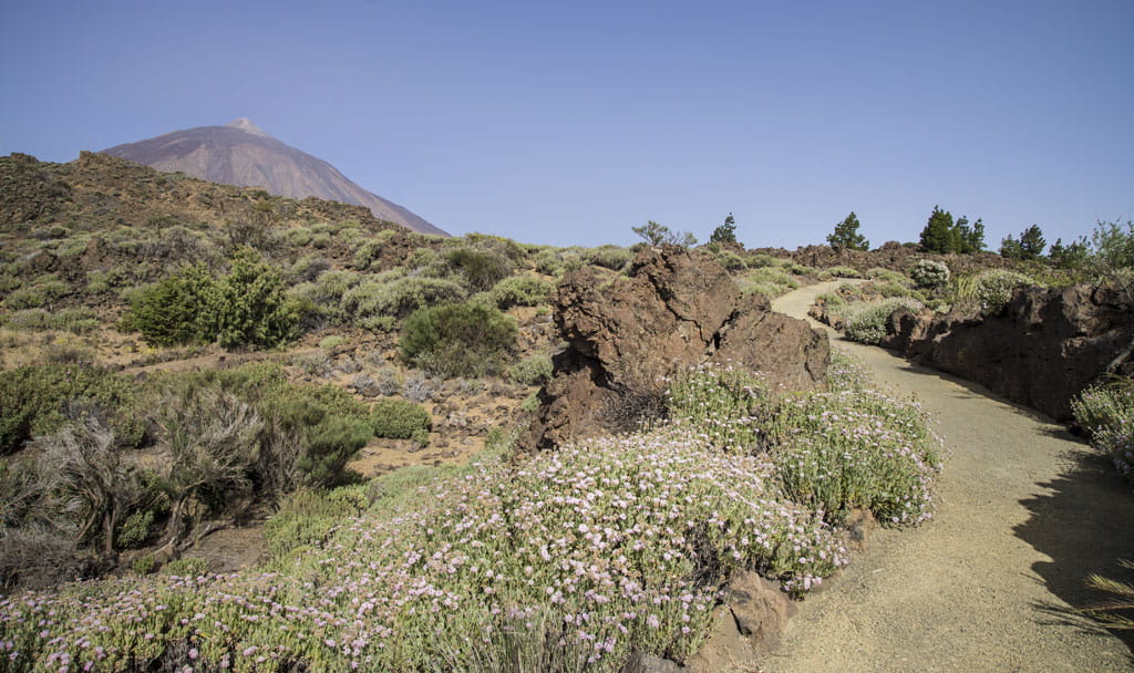 Trail in the Teide National Park in Tenerife with flowers and mountains.