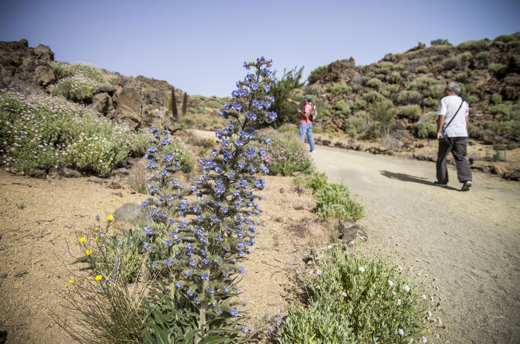 Trail in Tenerife with wildflowers and two people walking.