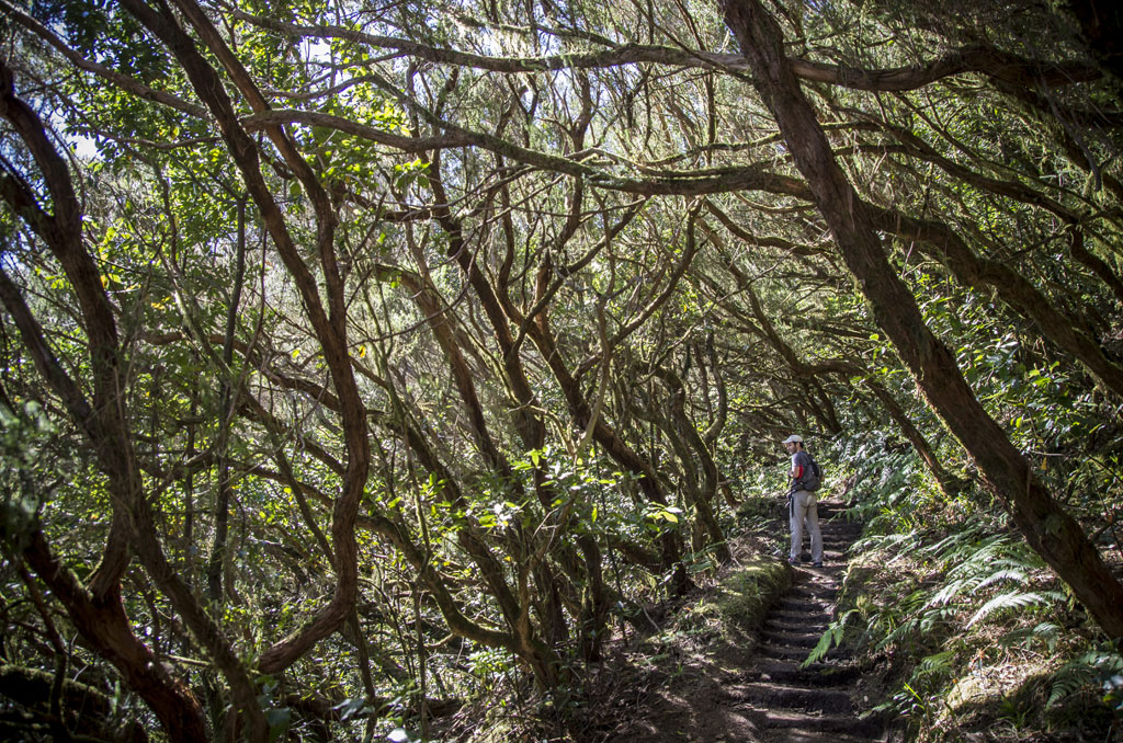 Trail surrounded by leafy trees in Anaga, Tenerife, with person walking.