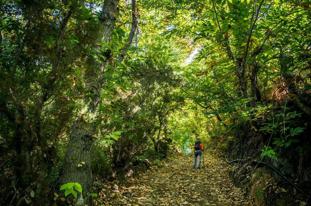 Path covered in leaves in La Esperanza, Tenerife, with a person walking.