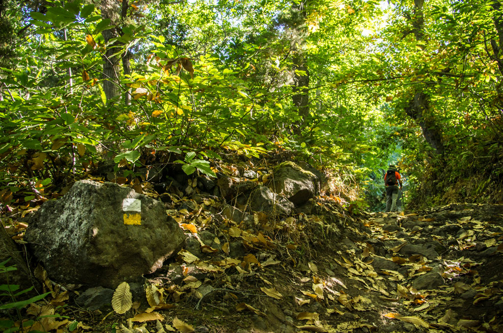 Forest trail in Tenerife with person walking among trees and fallen leaves.