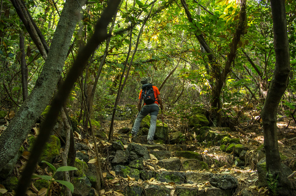 Person walking along a wooded path in Tenerife.