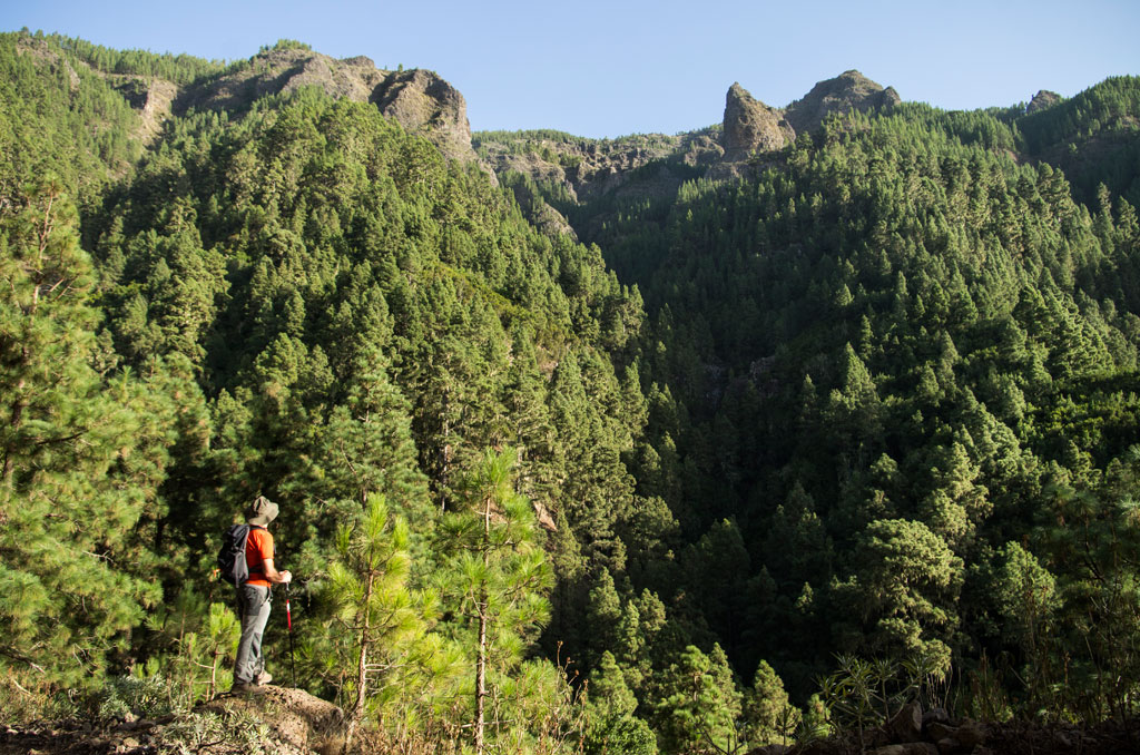 Person with hiking pole observing a forest in Tenerife.