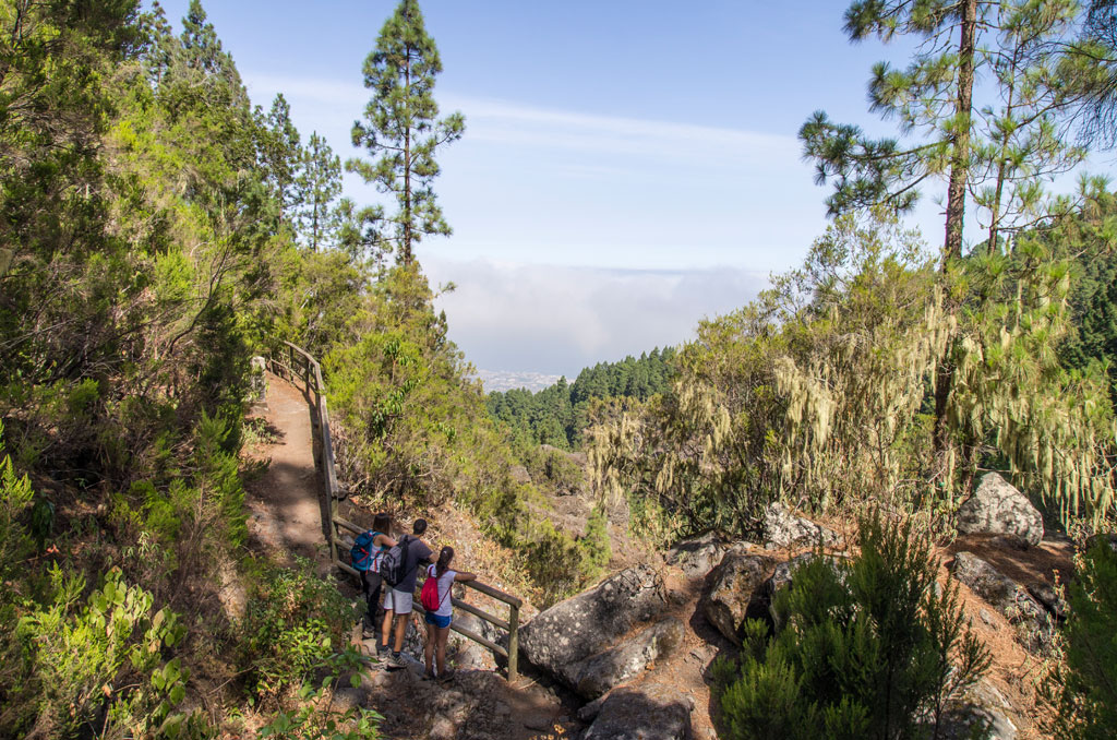 Forest trail in Tenerife with people walking and landscape in the background.