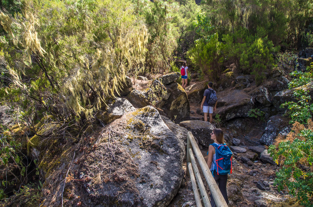 Trail in the forest of Tenerife with people walking among trees and rocks.