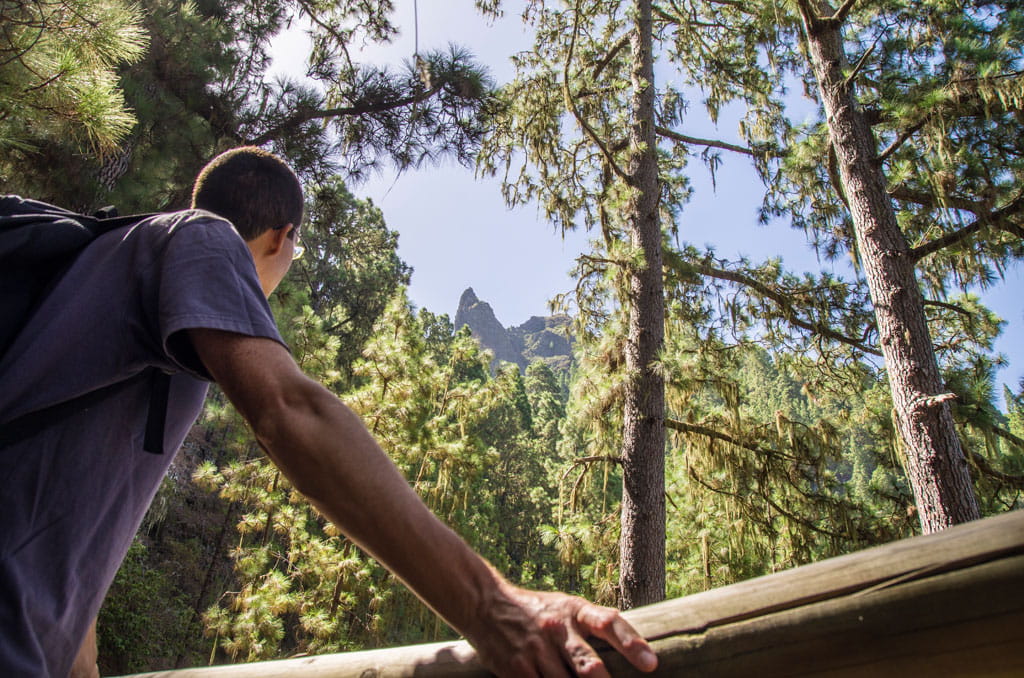 Person in the pine forest of Tenerife looking at a mountain peak.
