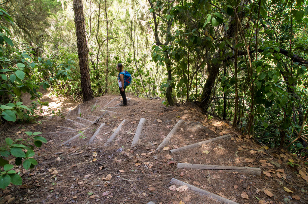 Person walking along a forest trail in Tenerife.