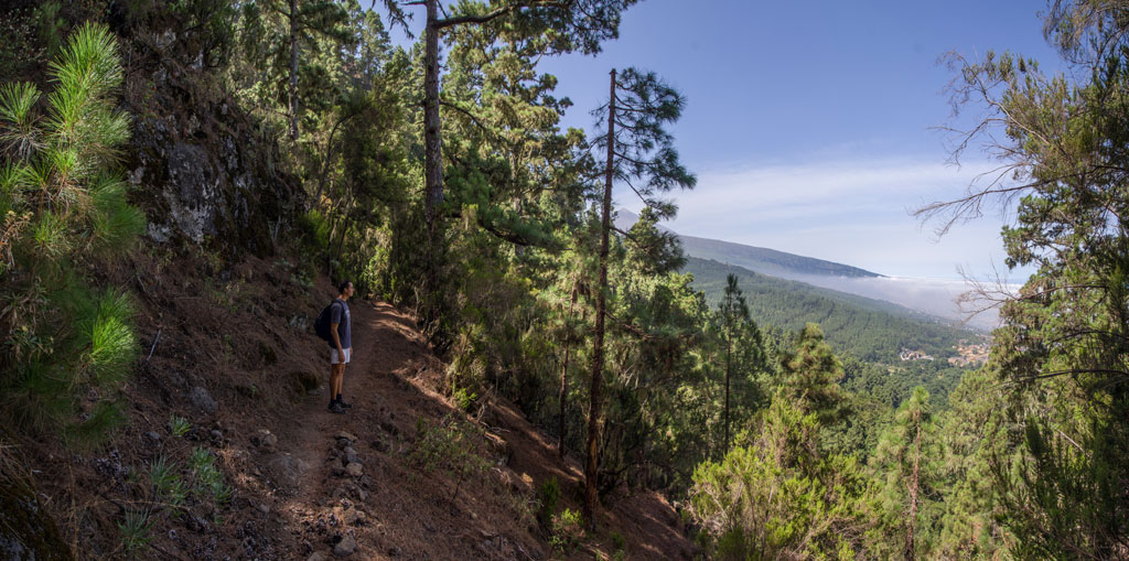 Person walking along a path in forest overlooking the Valley of La Orotava, Tenerife.