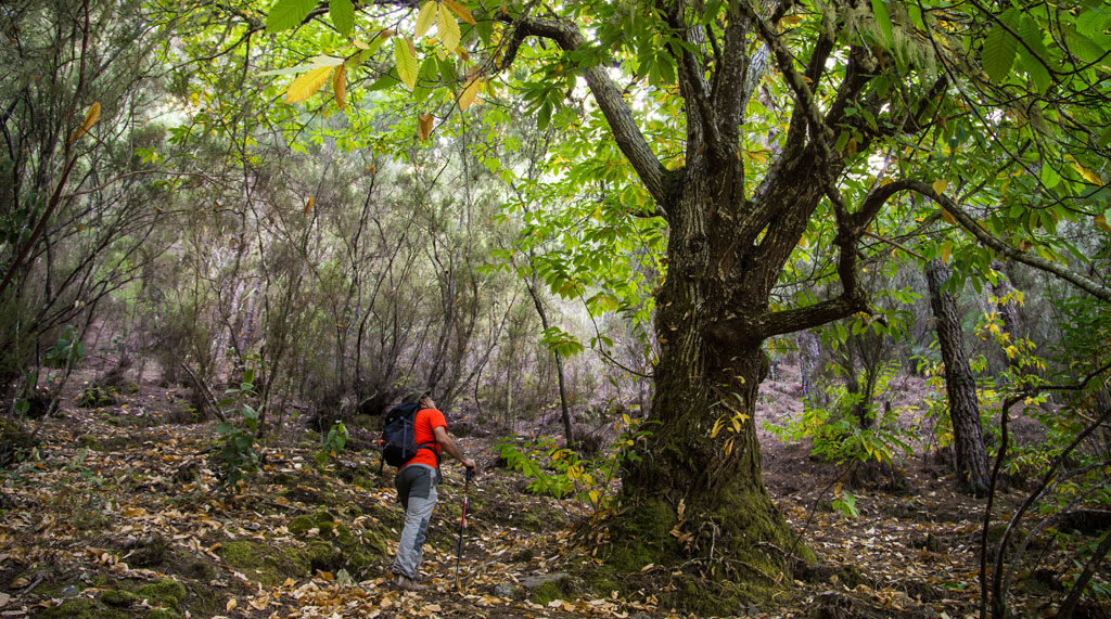 Hiker among trees in a forest in Tenerife.