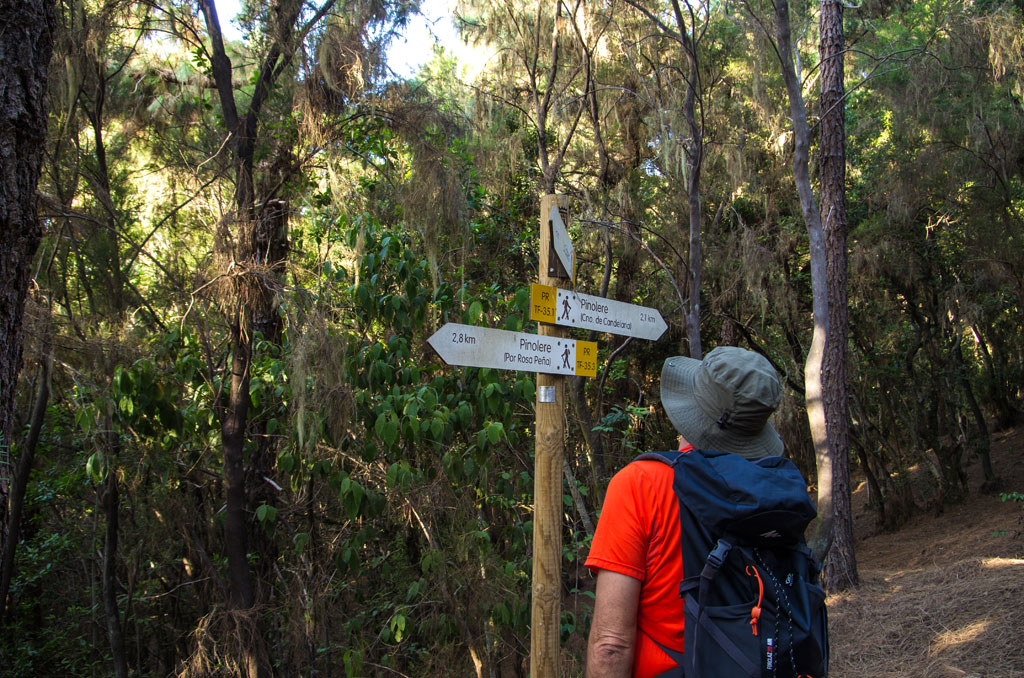 Person observing trail signs in Pinolere forest, Tenerife.