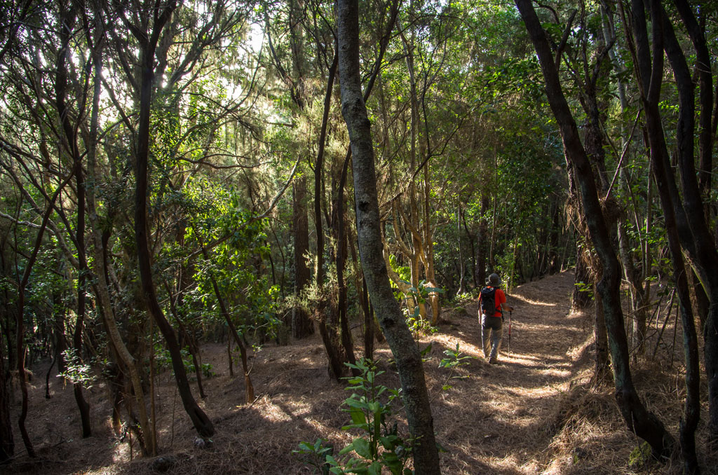 Wooded trail in Anaga, Tenerife, with hiker walking among trees and shade.