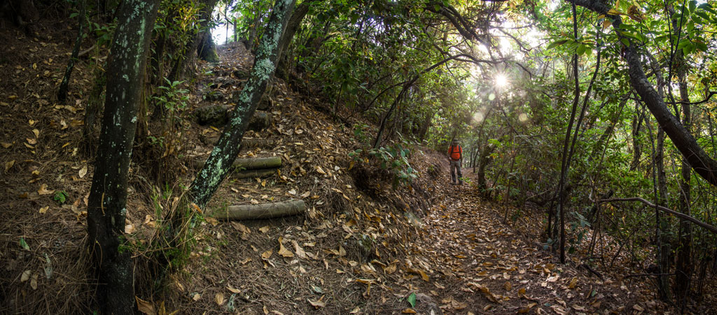 Forest trail in Tenerife with person walking among trees and fallen leaves.