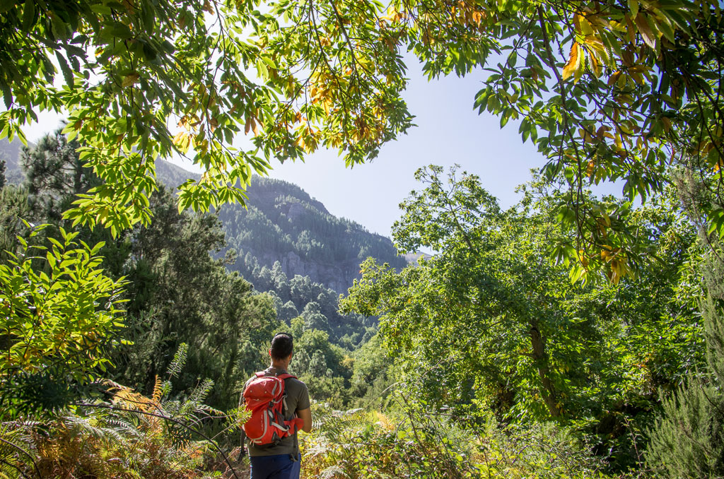A person with a red backpack walking through a forest in La Esperanza, Tenerife.