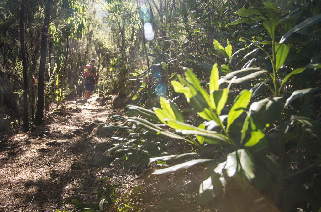 Person walking along a forest trail in La Laguna, Tenerife. Dense vegetation around.