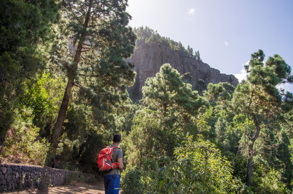 Person with backpack walks on trail in forest in Tenerife looking at mountains.