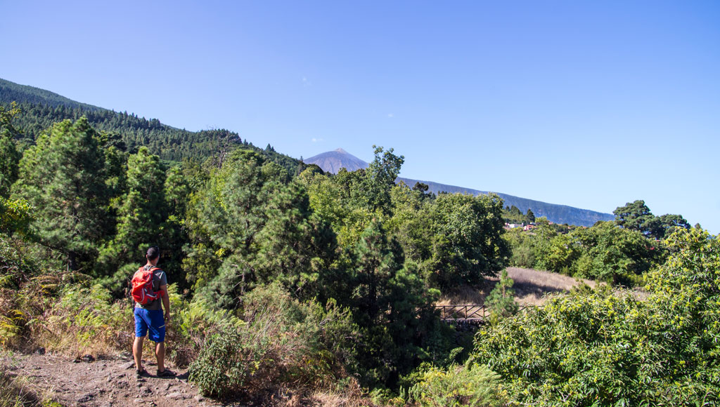 Person with red backpack walking among trees in Tenerife, with mountain in the background.