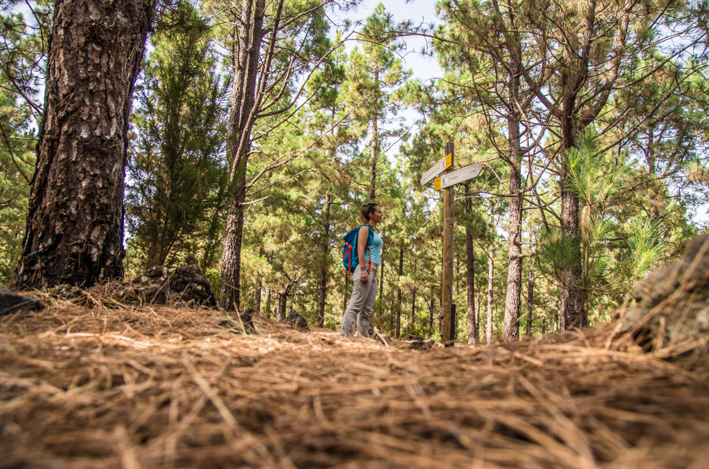 Person in front of a hiking sign in the forest of Tenerife.