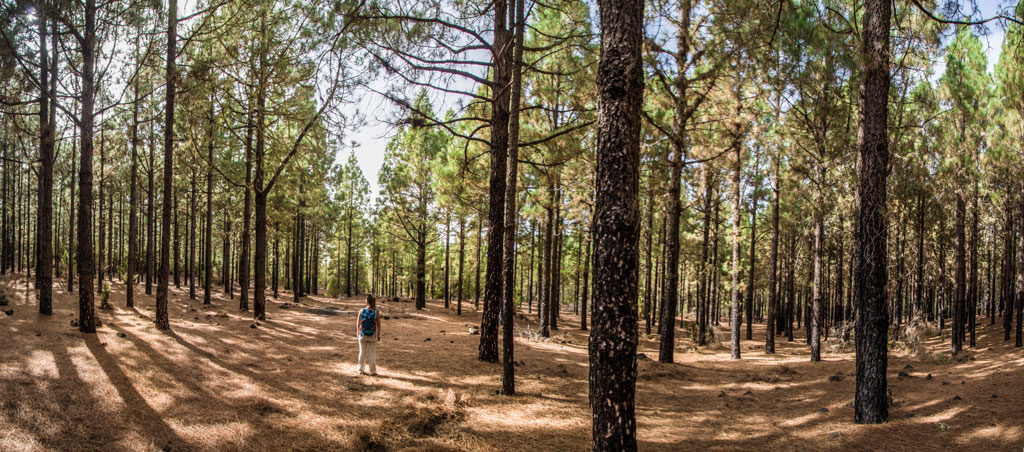 Person walking in a pine forest in Tenerife under filtered sunlight.
