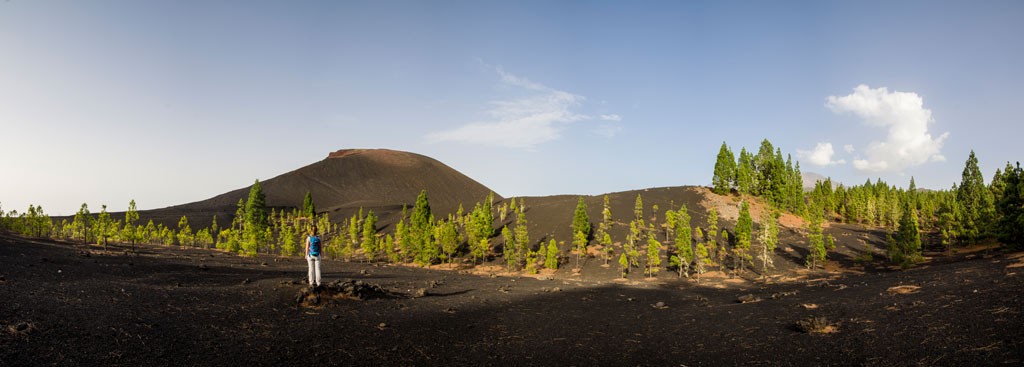 Volcanic plains with pine trees in Tenerife under a clear sky.