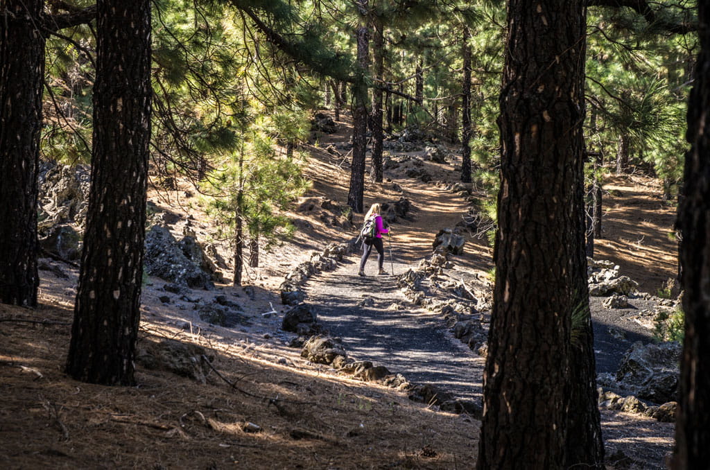 Path among pine trees in the forest of La Esperanza, Tenerife, with person walking.